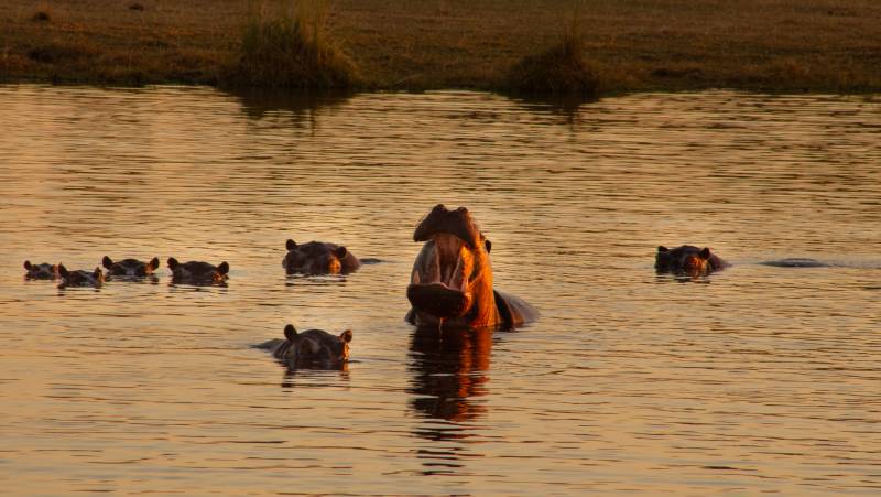 Botswana & Zimbabwe Lodge Safari