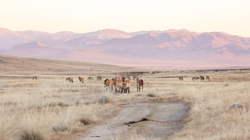 Przewalski's horse at khustain nuruu national park mongolia