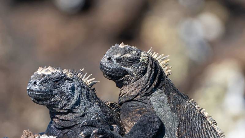 Galapagos Walking Adventure