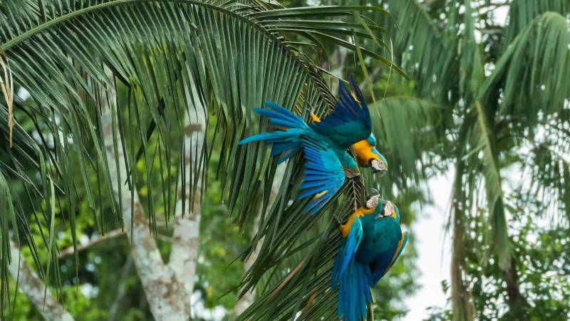 Inca Trail & the Amazon Rainforest