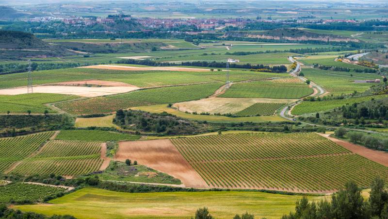 Vineyards of La Rioja Cycling