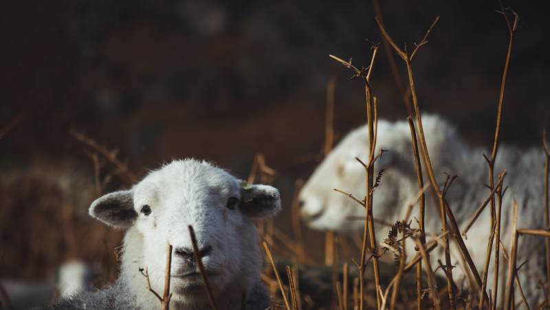 Walking from Coast to Coast