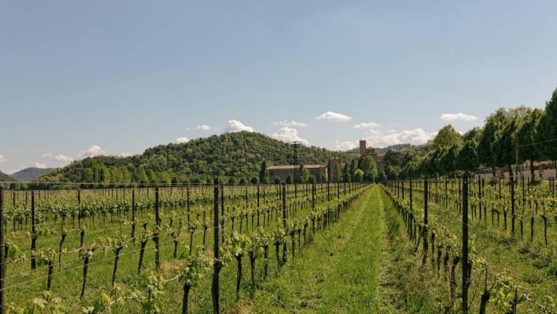 Walking in the Venetian Hills