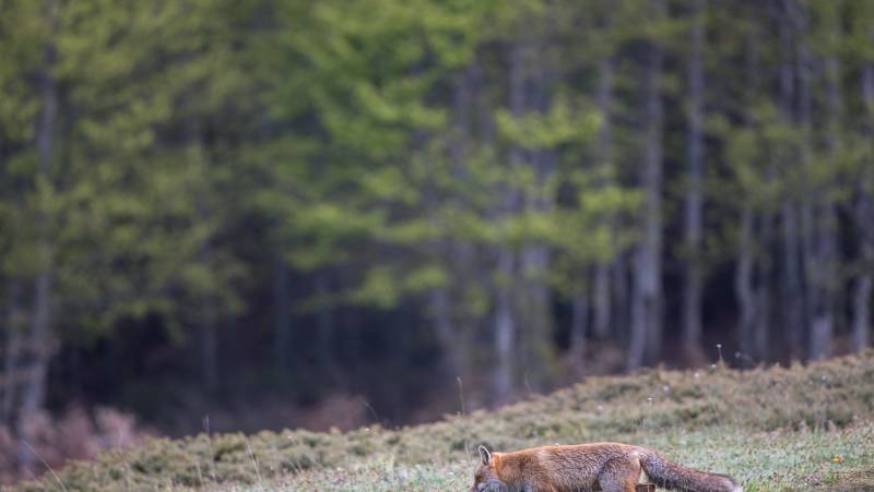Italian Apennines: Walks & Wildlife