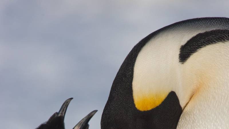 Emperor Penguin Quest: Expedition to Snow Hill