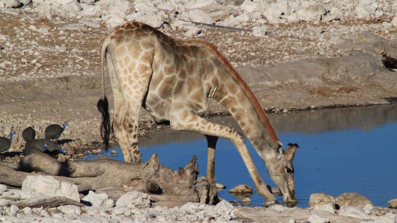 Namibian Family Adventurer