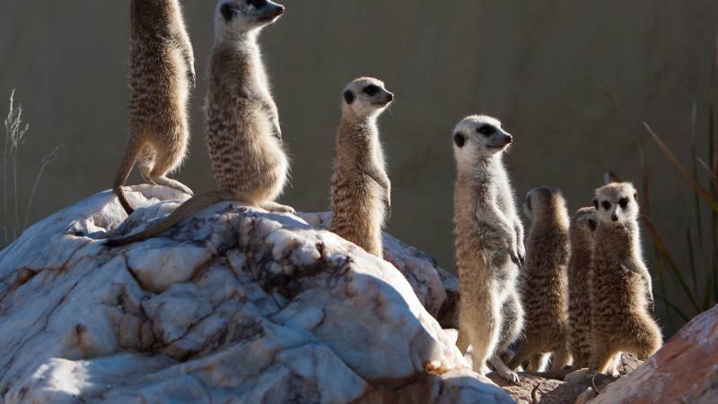 Namibian Family Adventurer