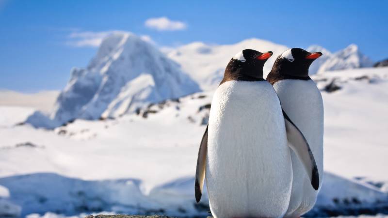 Antarctic Express: Fly the Drake