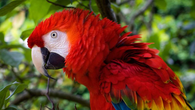 Amazon Rainforest Add-on (post-tour, from Lima)