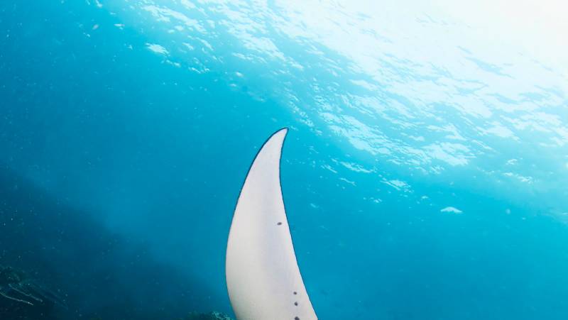 Primates & Dragons of Indonesia