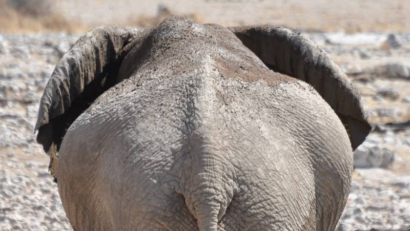 Namibian Family Adventurer