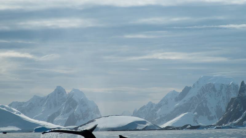 Antarctic Express: Fly the Drake