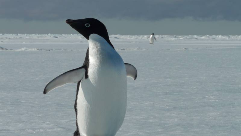 Antarctic Express: Fly the Drake