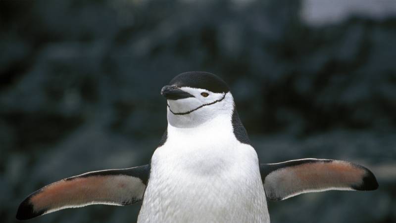 Antarctica by Helicopter: Icebergs, Mountains & Remote Lands