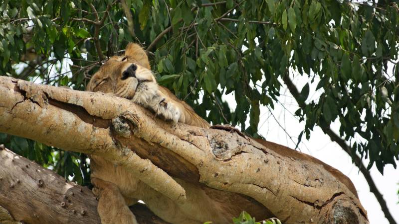 Chimps & Gorillas of Uganda