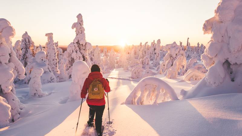 Cross-Country Skiing in Lapland