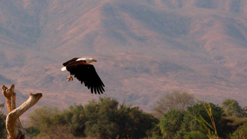 Zambezi Canoe Safari
