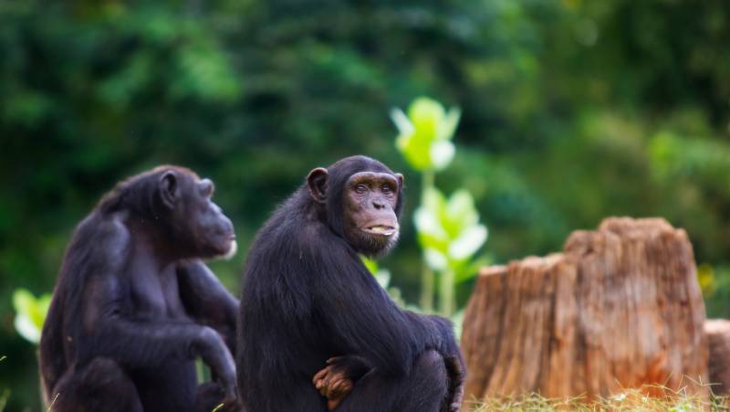 Chimps & Gorillas of Uganda