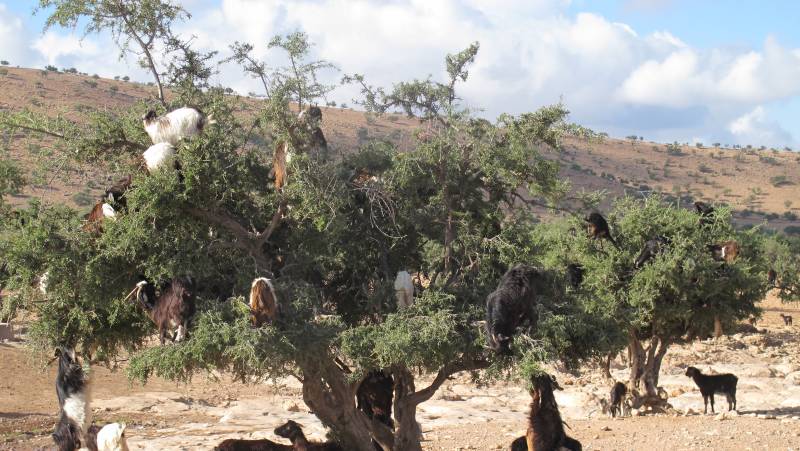 Cycle Morocco’s Great South