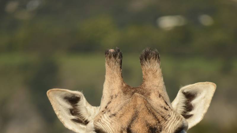 Namibian Family Adventurer