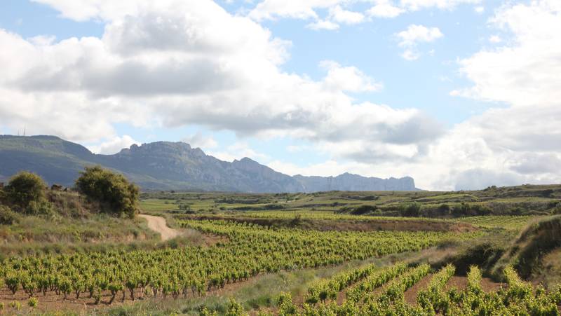 Rioja vineyards