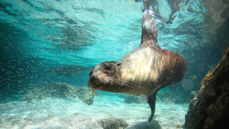 a swimming sea lion