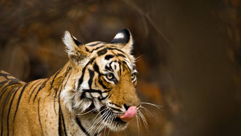 Colours of Rajasthan – Pushkar Festival