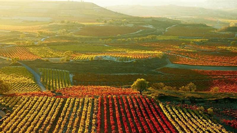 Rioja vineyards patchwork