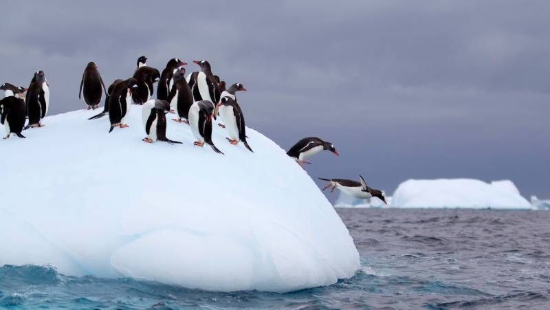 Penguins, Antarctica