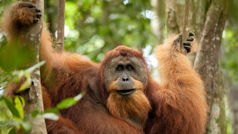 Primates & Dragons of Indonesia