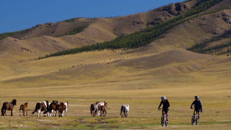 Horses and cyclists in Mongolia