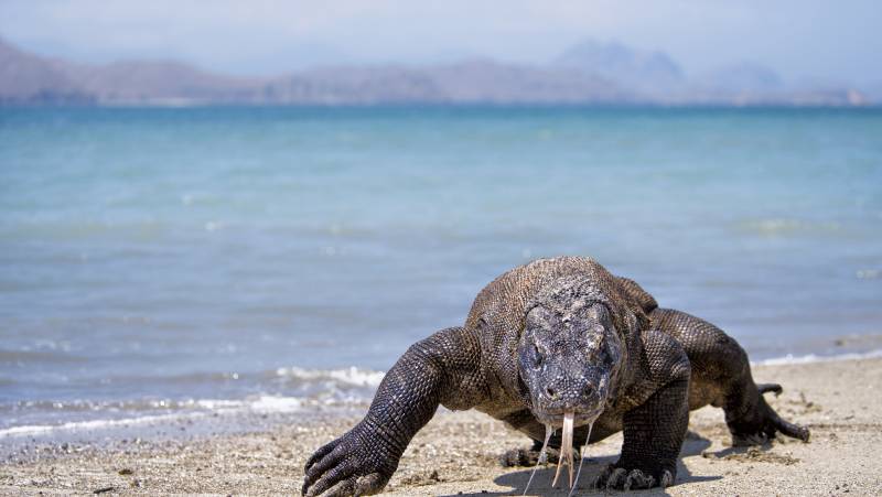 Komodo Dragon in Komodo Island National Park, Indonesia