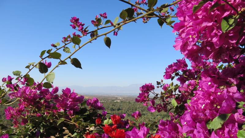 Wild flowers in the Anti-Atlas Mountains