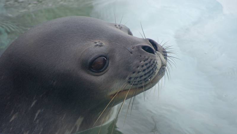 South Georgia and Antarctic Peninsula: Penguin Safari