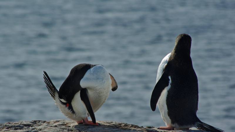 South Georgia and Antarctic Peninsula: Penguin Safari