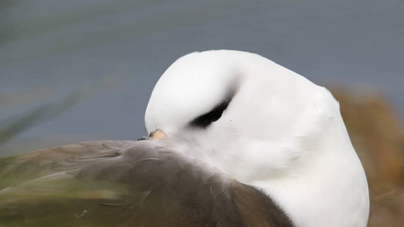 Epic Antarctica: Falklands, South Georgia & Antarctic Circle Crossing via Buenos Aires