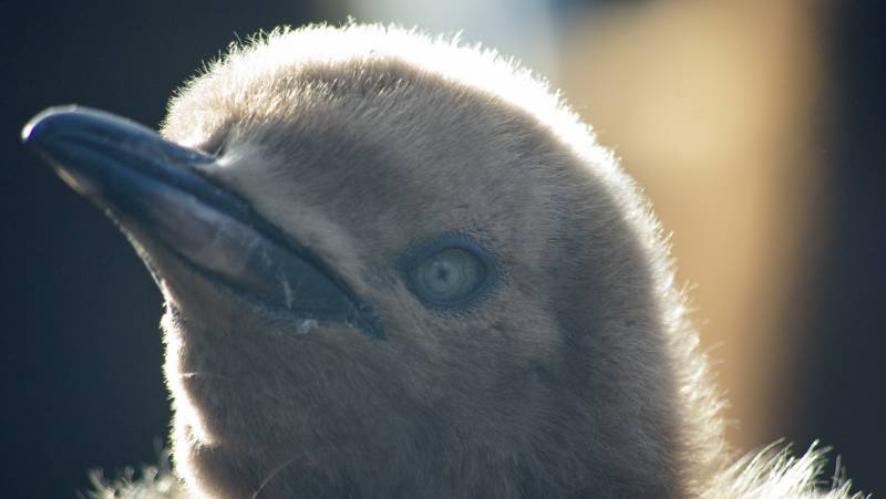 South Georgia and Antarctic Peninsula: Penguin Safari