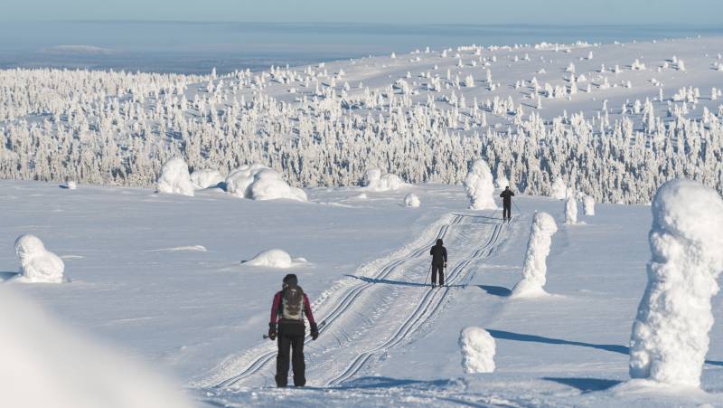 Cross-Country Skiing in Lapland