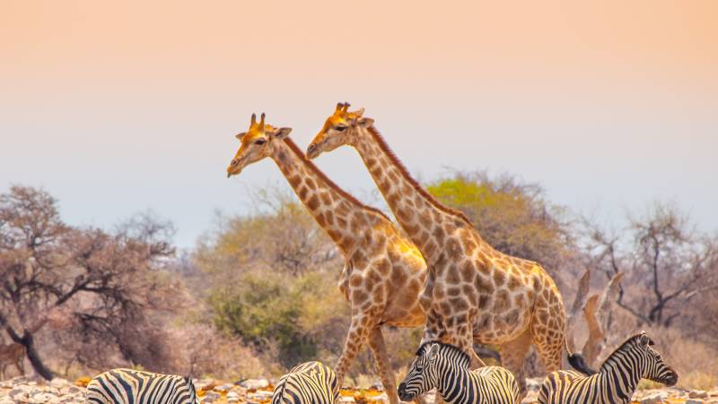 Namibian Family Adventurer