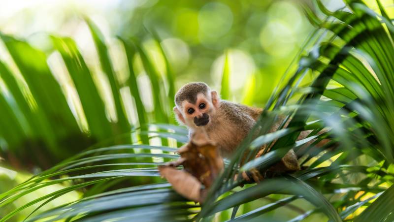 Wild Costa Rica – Premium Adventure