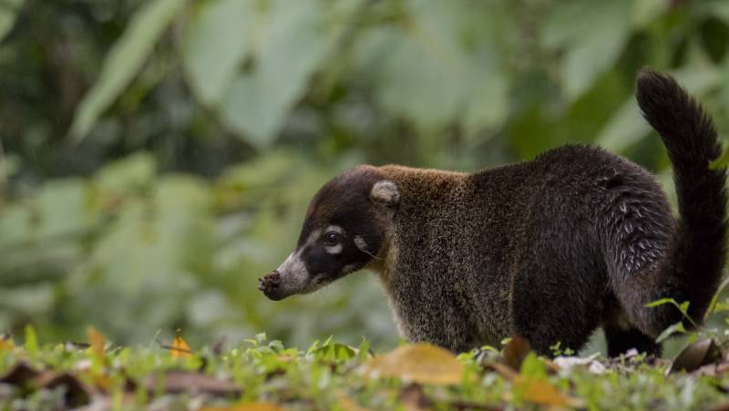 Wild Costa Rica – Premium Adventure