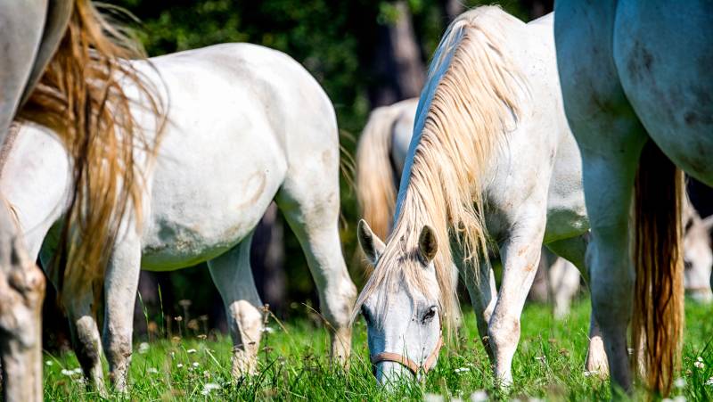 Lipica Stud Farm