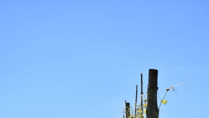 Walking the Wine Villages of Piedmont