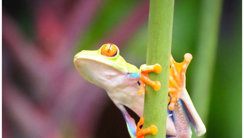 Costa Rica Coast to Coast Ride