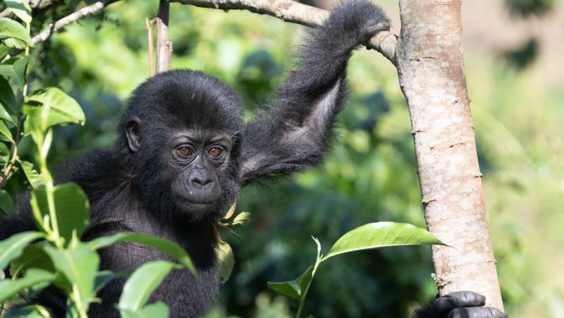 Gorillas & Masai Mara – Camping Reverse