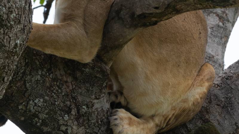 Gorillas & Masai Mara – Camping Reverse