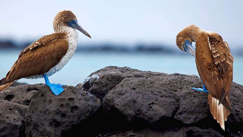 Blue-footed boobys in the Galapagos Islands