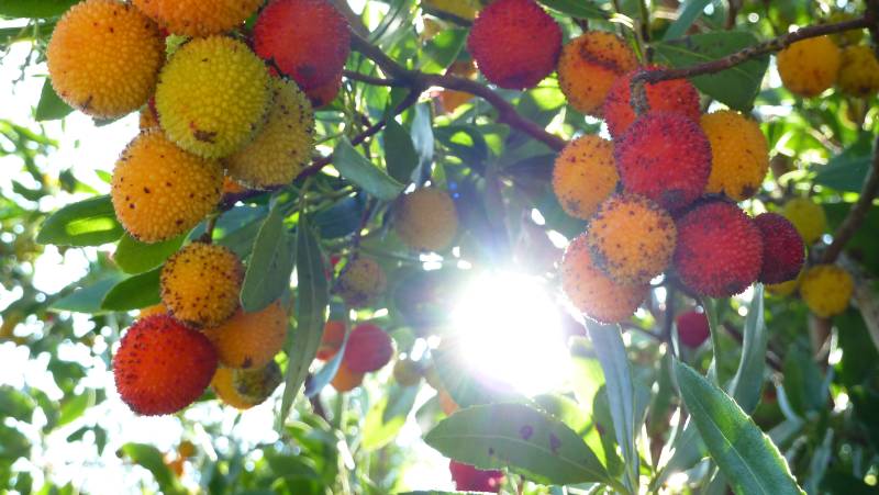 The Amalfi Coast Walk