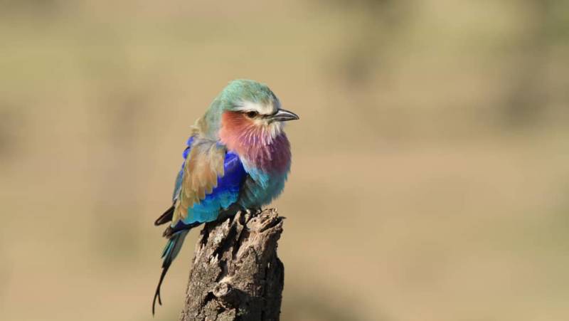 Lilac-breasted roller in the Masai Mara (image by Andrew Appleyard)