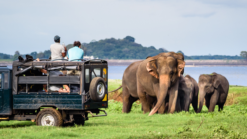 Minneriya Elephant watching in Sri Lanka
